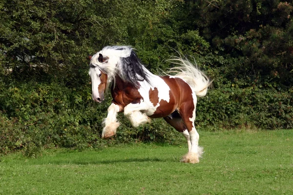 depositphotos_2799969-stock-photo-sir-maverick-irish-cob-stallion